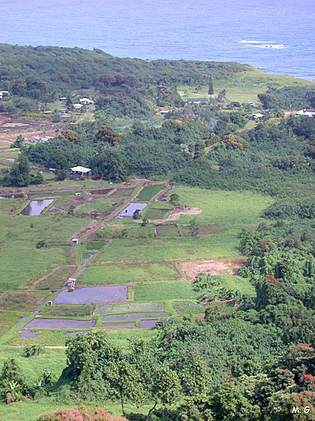 Champ de taro