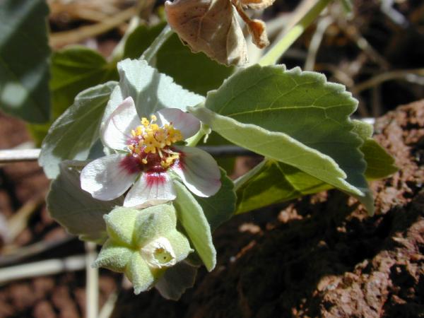 Abutilon
