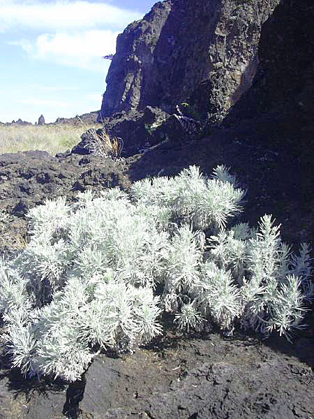 Photo Artemisia maiuensis