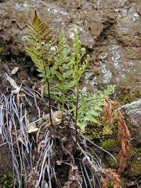 Photo Asplenium adiantum nigrum