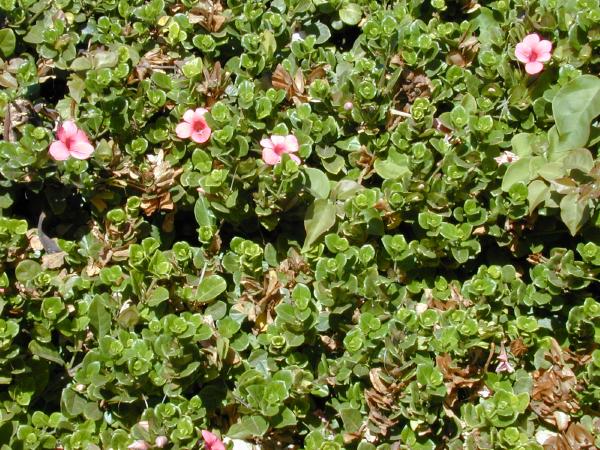 Photo Baleria repens