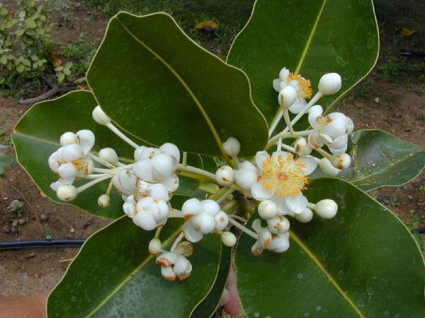 Photo fleurs et feuilles