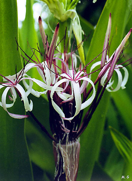 Crinium amabile