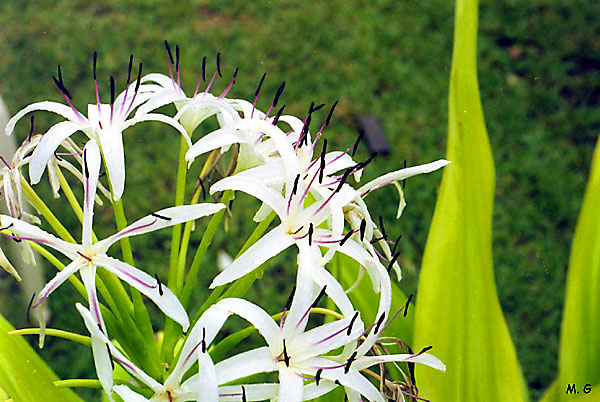 Crinium asiaticum