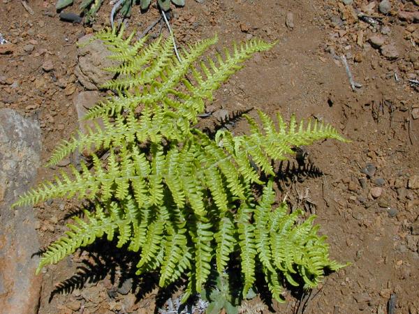 Pteridium aquilinum