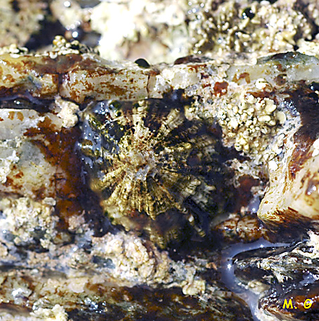 photo de la patelle rustique, Patella rustica