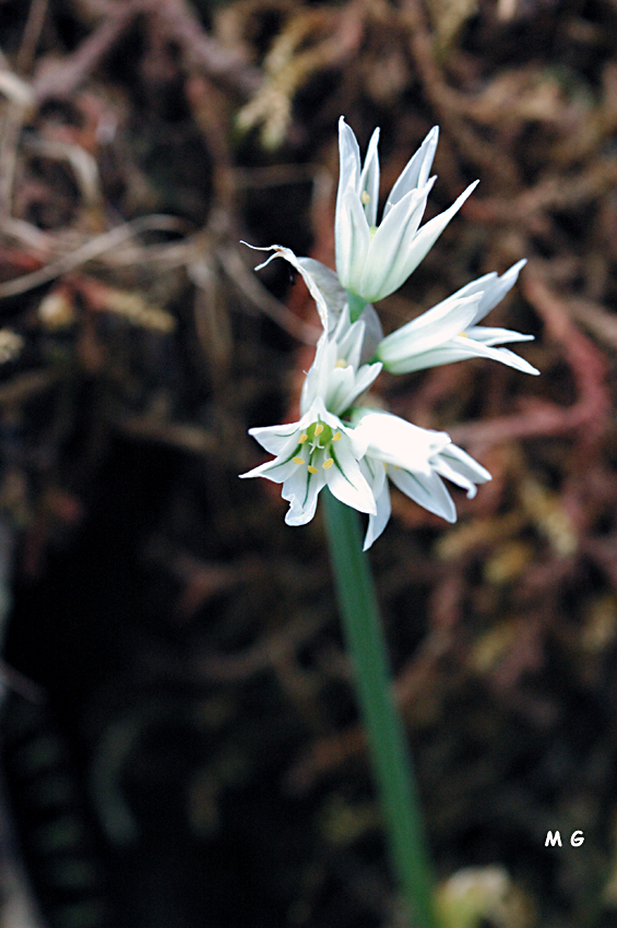 Photo Allium triquetrum