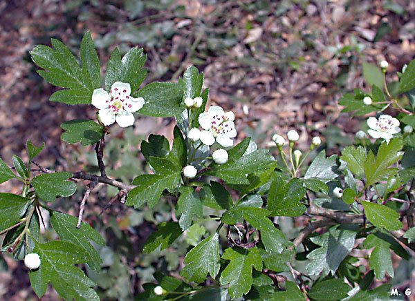 Photo d'Alisier torminal, Sorbus torminalis