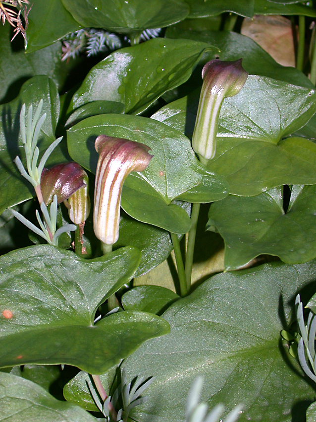 photo de capuchon de moine, Arisarum vulgare