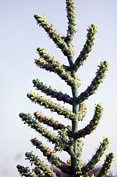 photo de la grande salicorne, Arthrocnemum macrostachyum