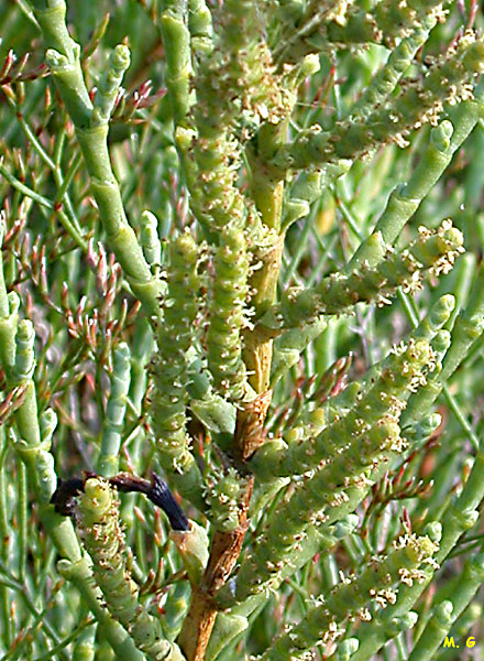 photo de la grande salicorne, Arthrocnemum macrostachyum (2)