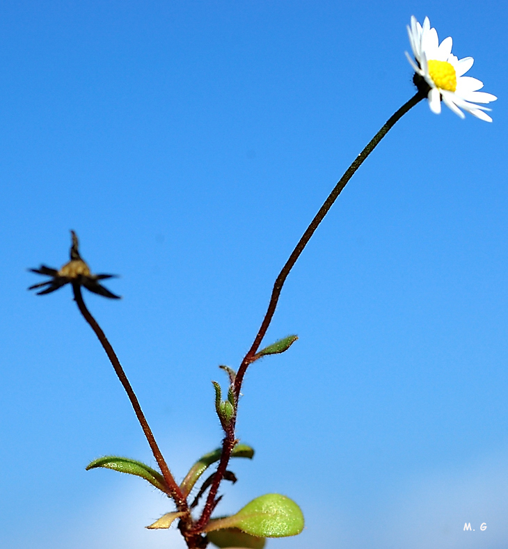 Photo d'une pâquerette, Bellis annua