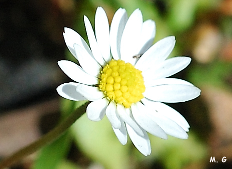 Fleur de Bellis annua