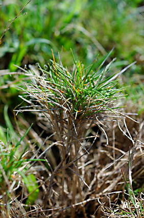 photo de Brachypode sp.