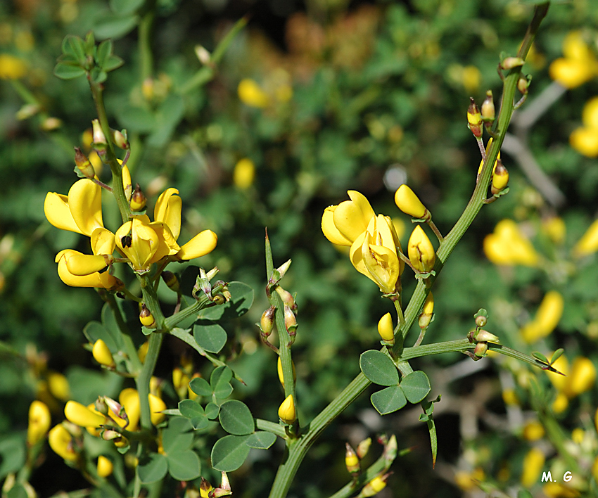 photo du Calicotome épineux, Calicotome spinosa