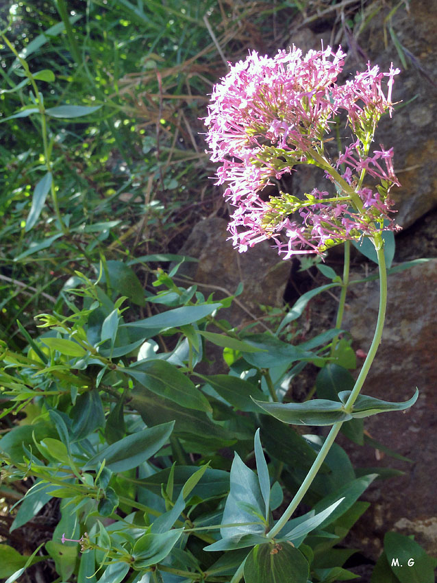 centhrentus ruber3