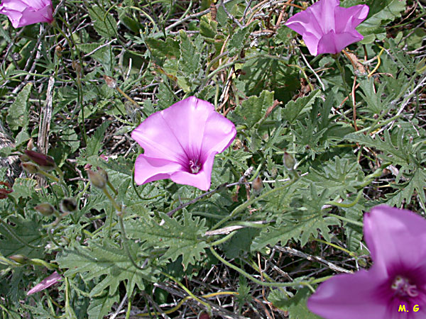 Photo du liseron à feuilles de guimauve, Convolvulus althœoides