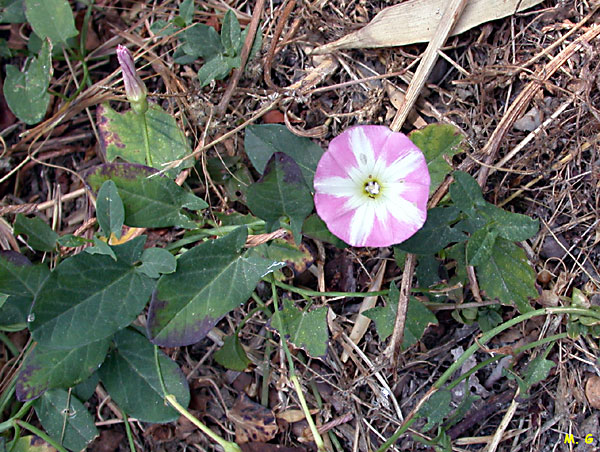 Photo du liseron des champs, Convolvulus arvensis