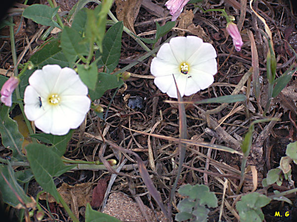 Photo Liseron des haies, Convolvulus sepium