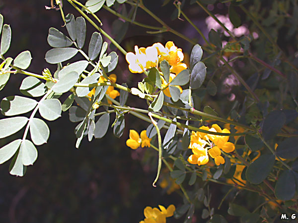 Photo de coronille glauque, Coronilla valentina supsp. glauca