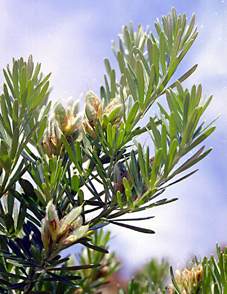 photo d'un rameau avec fruits de Cytisus linifolius