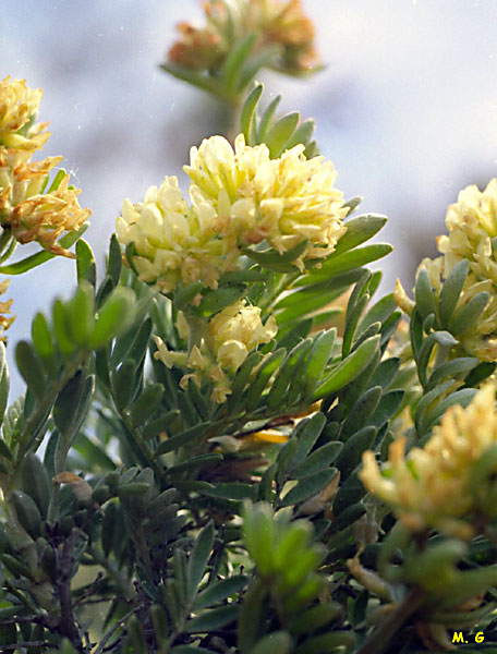 photo d'un rameau fleuri de genêt à feuilles de lin, Cytisus linifolius