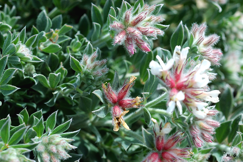 Photo de la dorycnie hérissée, Dorycnium hirsutum