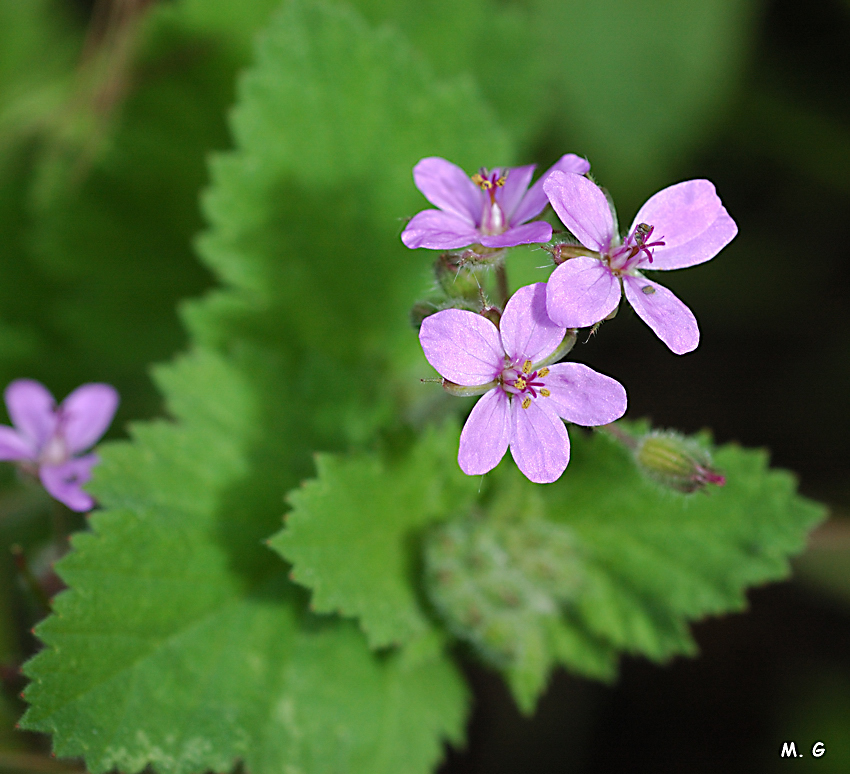 Photo d'Erodium à feuilles de mauve, Erodium malacoides