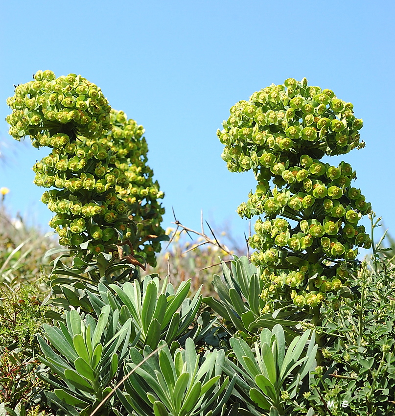 Photo de l'euphorbe cha racias, Euphorbia characias