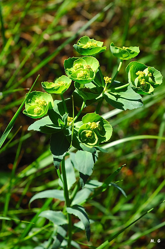 photo de l'euphorbe en scie, Euphorbia serrata