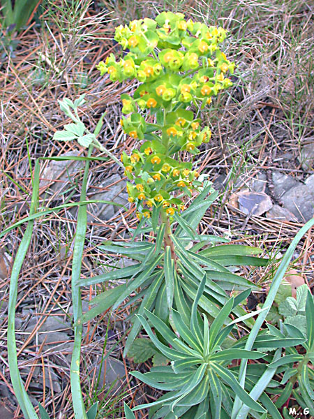 Photo d'Euphorbe Characias
