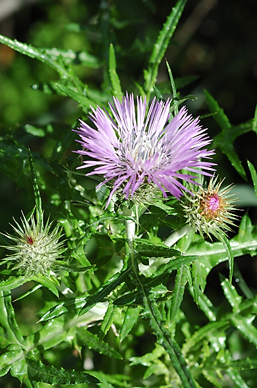 Photo fleurs Galactites elegans