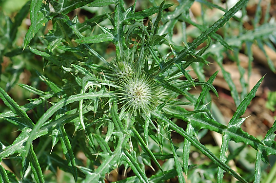 Photo du chardon élégant, Galactites tomentosa