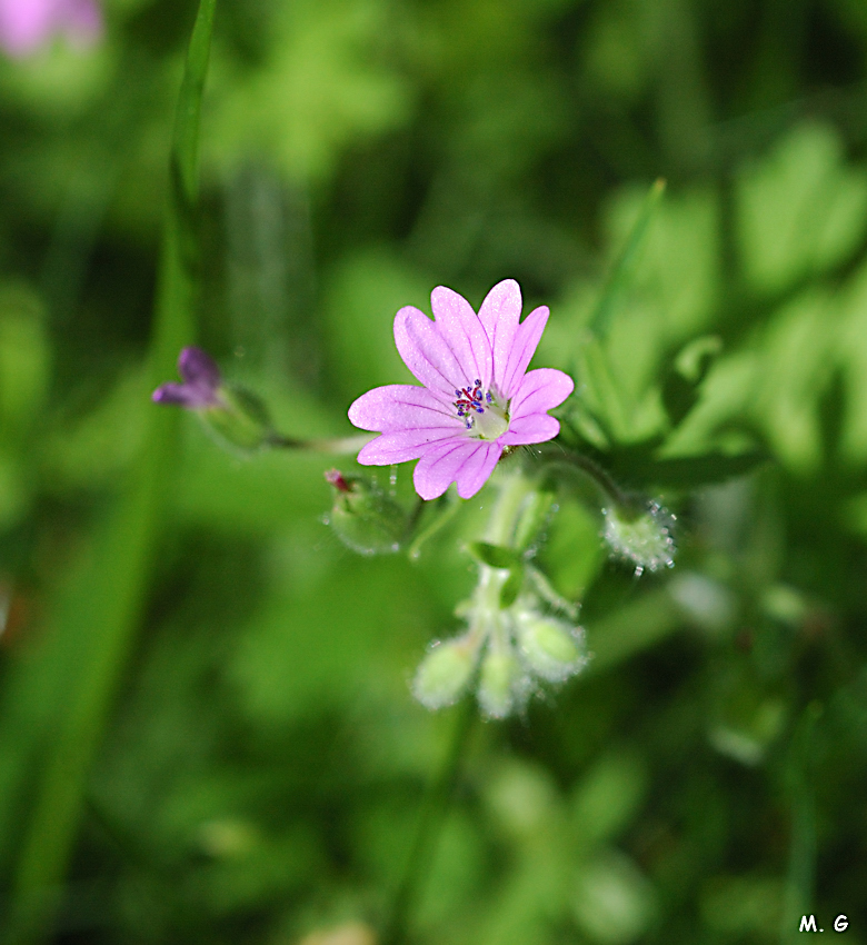 Geranium molle
