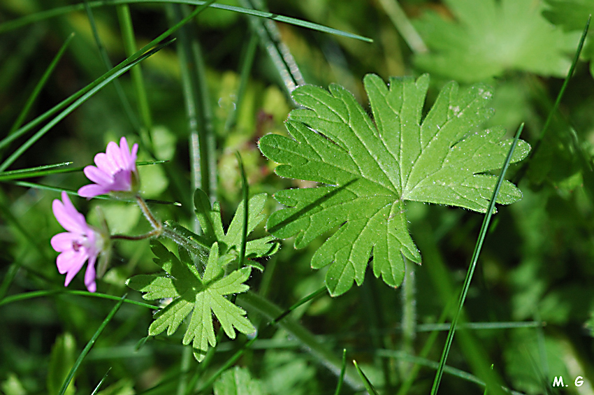 photo de géranium mou, Geranium molle