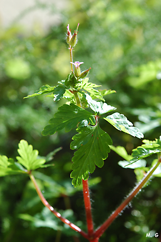 Geranium robertianum