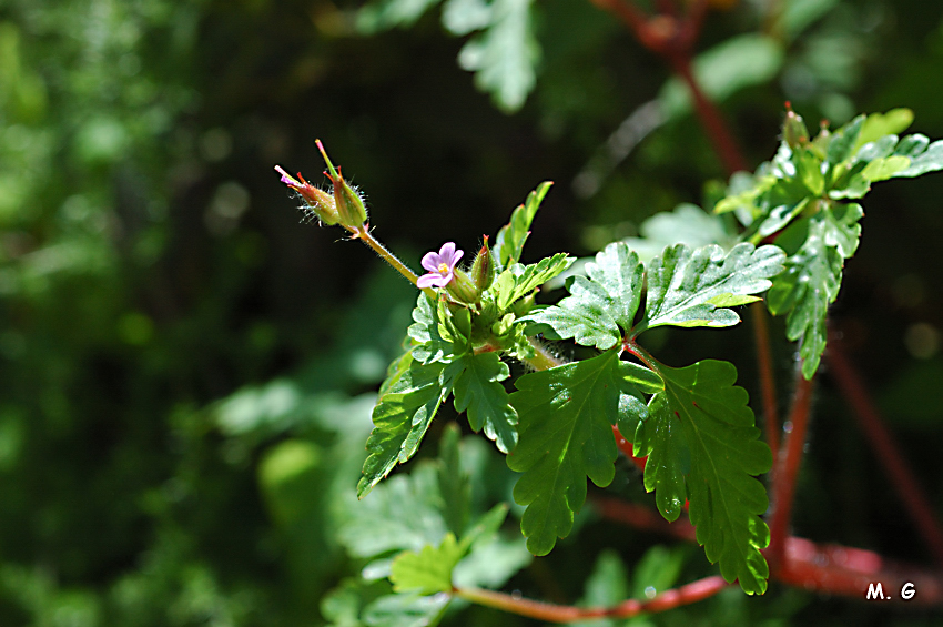 photo de géranium herbe à Robert, Geranium robertianum