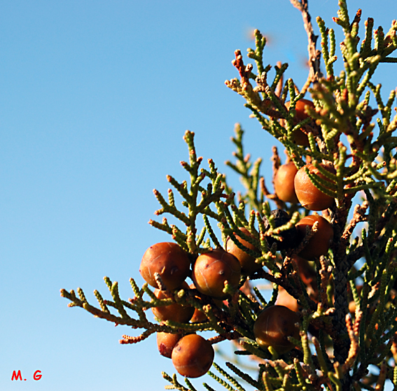 photo de fruits de Juniperus phoenicea