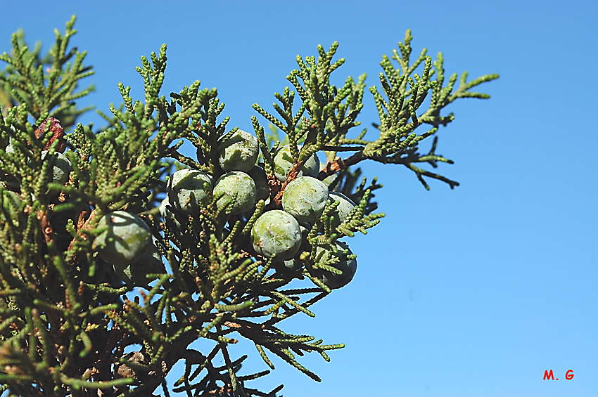 photo de genévrier de Phénicie, Juniperus phoenicia