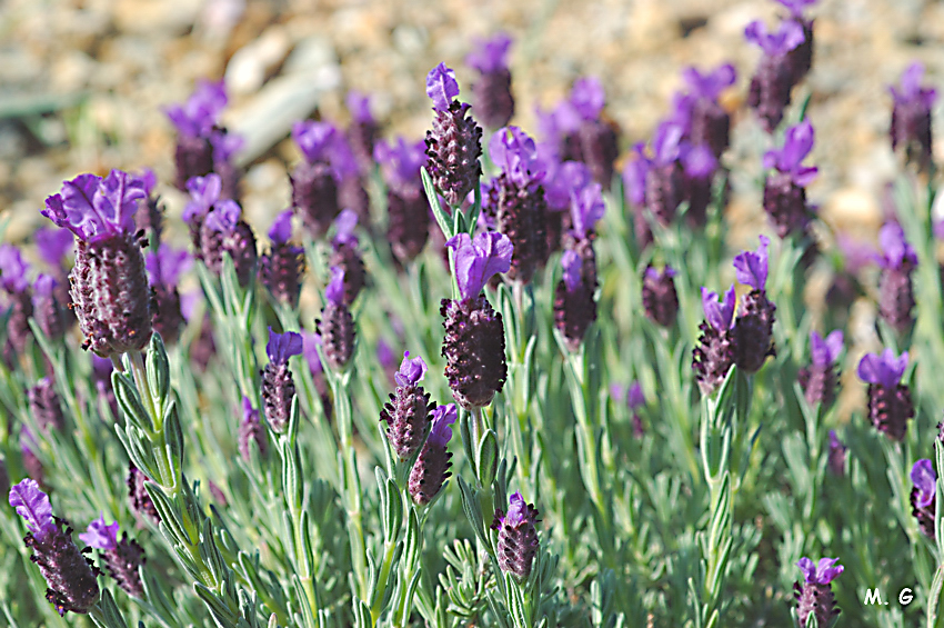 Lavandula staechas1