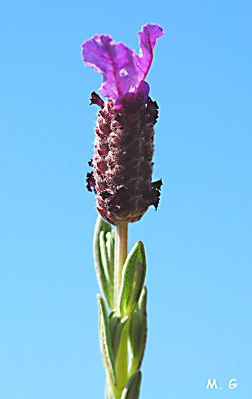 rameau fleuri de lavande des Maures, Lavandula stoechas_tige