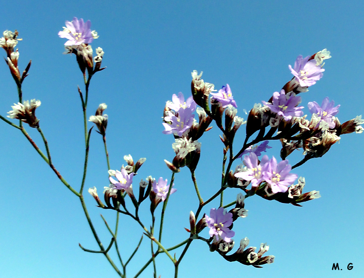 Limonium minutum