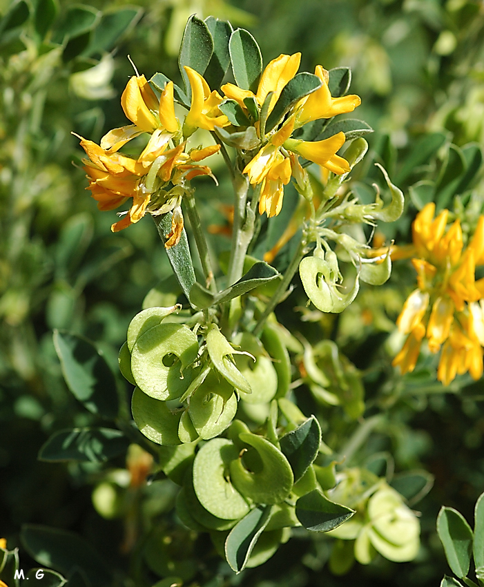 photo de la luzerne arborescente, Medicago arborea