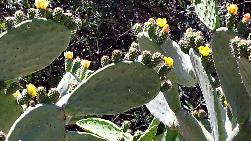 Photo Opuntia ficus-indica