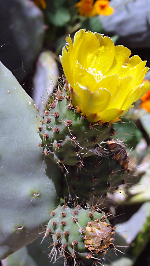 Photo fruits d'Opuntia ficus-indica