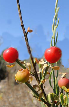 Osiris alba