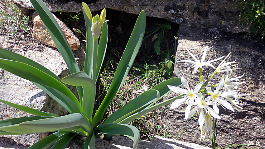 Photo Pancratium illyricum