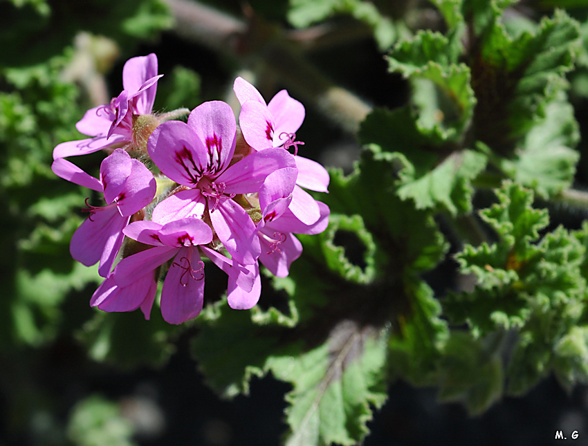 Photo d'un pélargonium hybride, Pelargonium graveolens 
