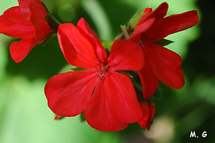 photo de'une fleur de Pelargonium hybridum