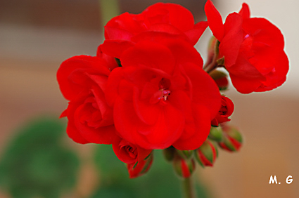 photo de fleurs de Pelargonium zonale
